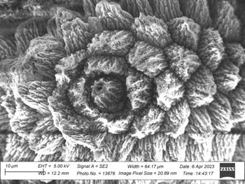 Media type: image;   Invertebrate Zoology 32029 Description: SEM image of specimen.;  Aspect: dorsal